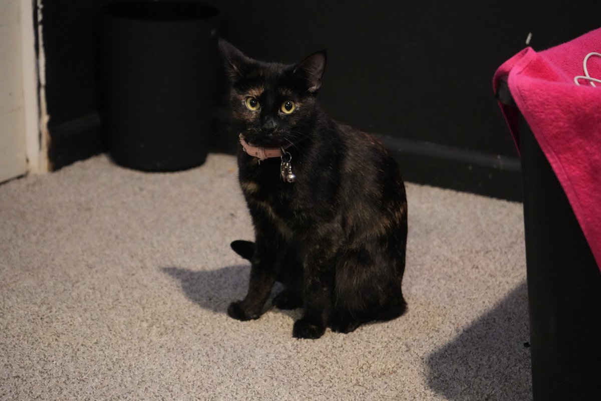 wcasanimals's tweet photo. 🚨LOST CAT🚨
Twinkie Lorenzo is an unaltered, 1-3 yr. old, female tortie that went missing on 3/2/2026 on the 400 block of Van Buren St. in Belvidere, IL. 
👉Please call Stefany at (815) 312-8832  or (815) 312-8639 with any information. https://t.co/abMv6ZH6Ah