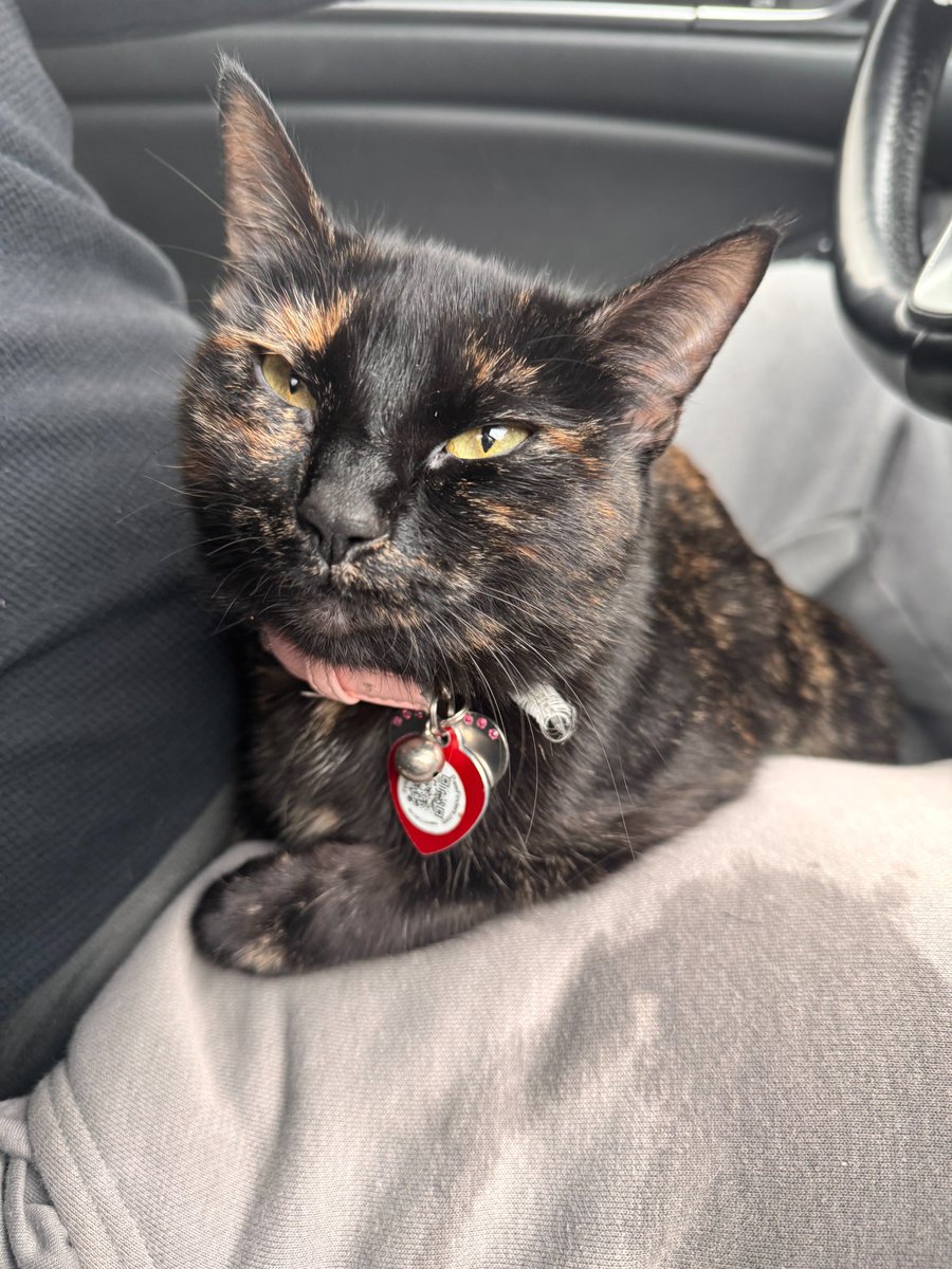 🚨LOST CAT🚨
Twinkie Lorenzo is an unaltered, 1-3 yr. old, female tortie that went missing on 3/2/2026 on the 400 block of Van Buren St. in Belvidere, IL. 
👉Please call Stefany at (815) 312-8832  or (815) 312-8639 with any information.