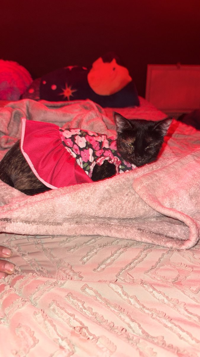 wcasanimals's tweet photo. 🚨LOST CAT🚨
Twinkie Lorenzo is an unaltered, 1-3 yr. old, female tortie that went missing on 3/2/2026 on the 400 block of Van Buren St. in Belvidere, IL. 
👉Please call Stefany at (815) 312-8832  or (815) 312-8639 with any information. https://t.co/abMv6ZH6Ah