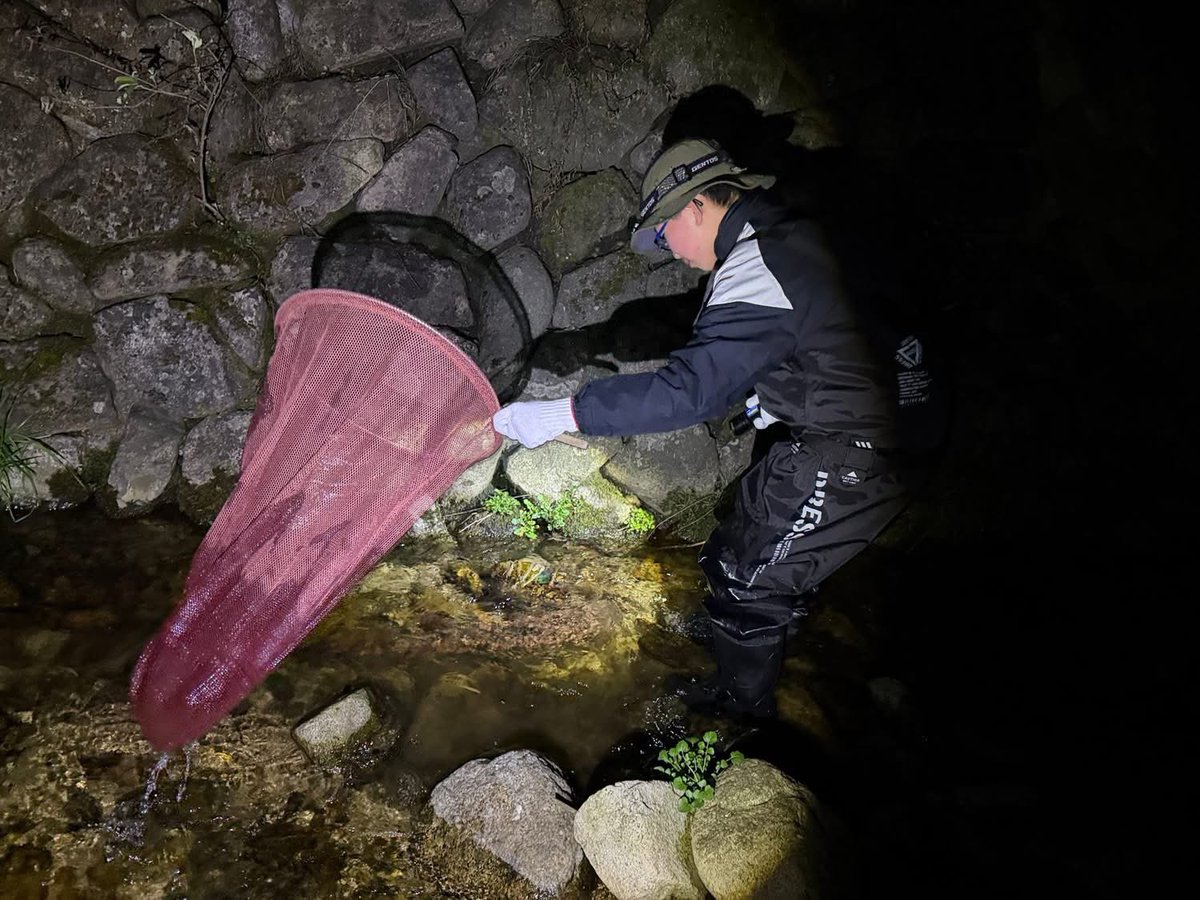田口勇輝＠オオサンショウウオ生態保全教育文化研究所　所長 tweet media