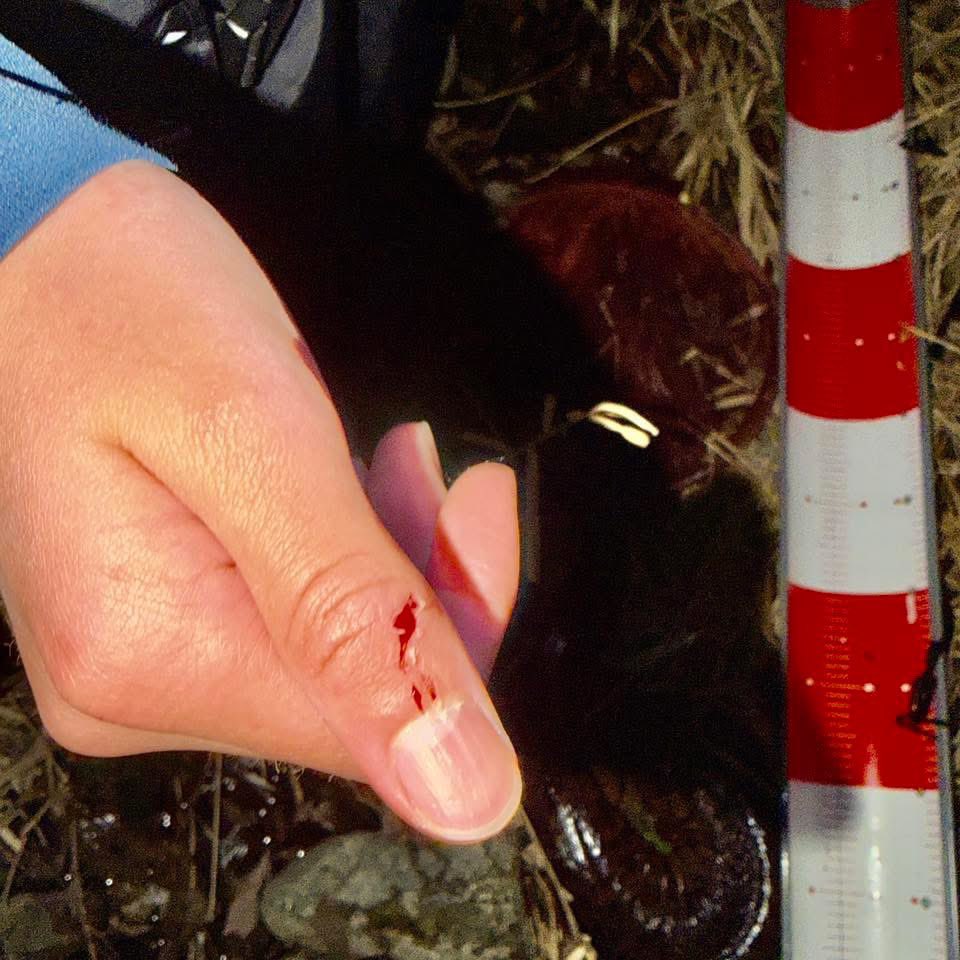 田口勇輝＠オオサンショウウオ生態保全教育文化研究所　所長 tweet media