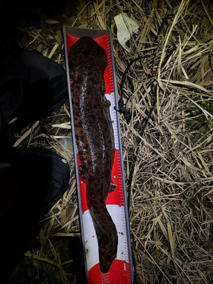 田口勇輝＠オオサンショウウオ生態保全教育文化研究所　所長 tweet media