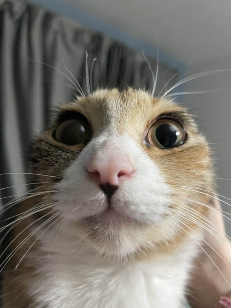 Cats with their heads held back tweet media