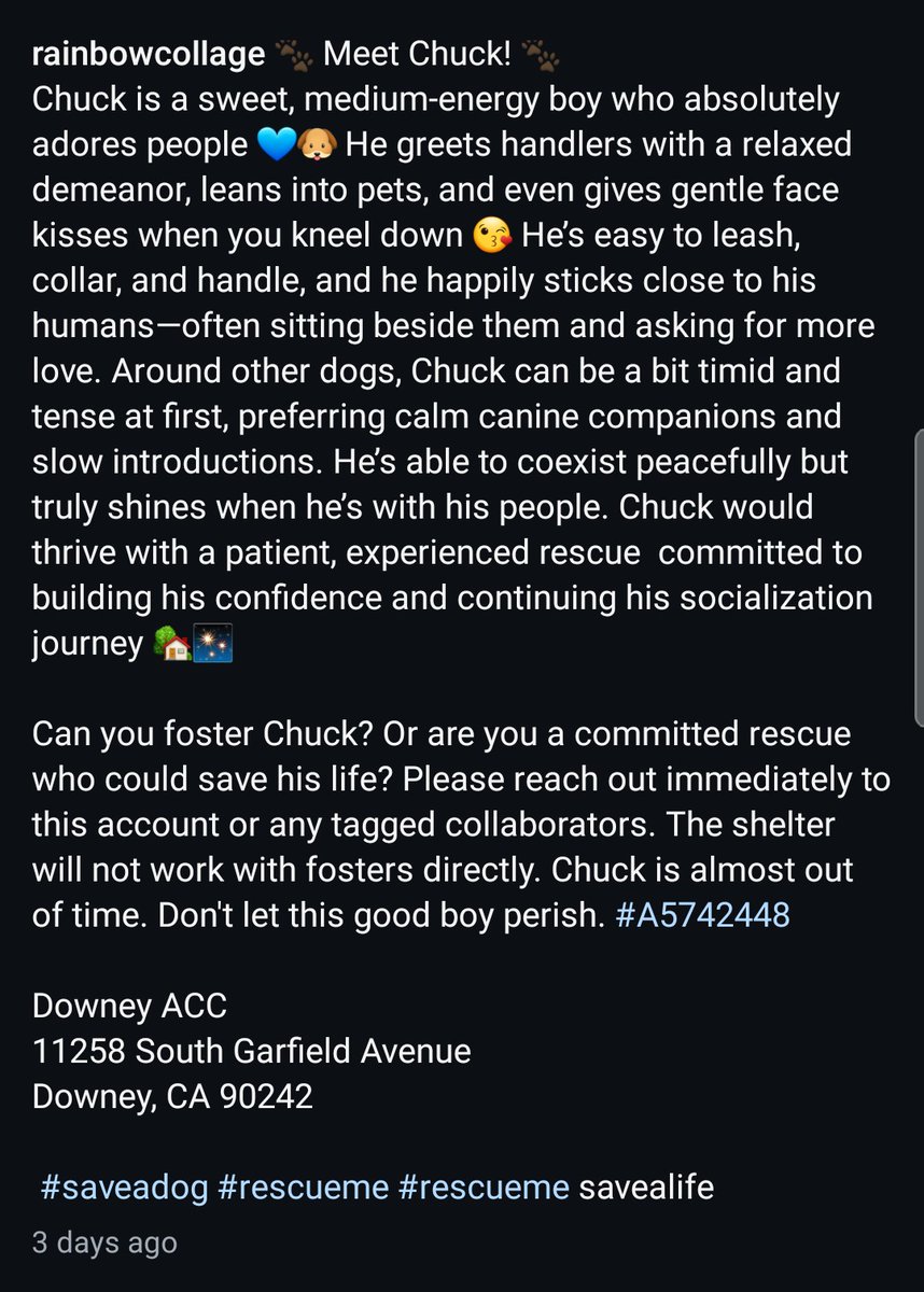 Foster a shelterpet at ZERO COST🐾 tweet media