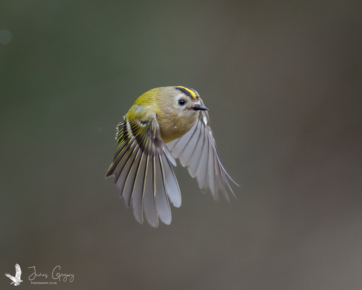 James Gregory Wildlife Photography tweet media