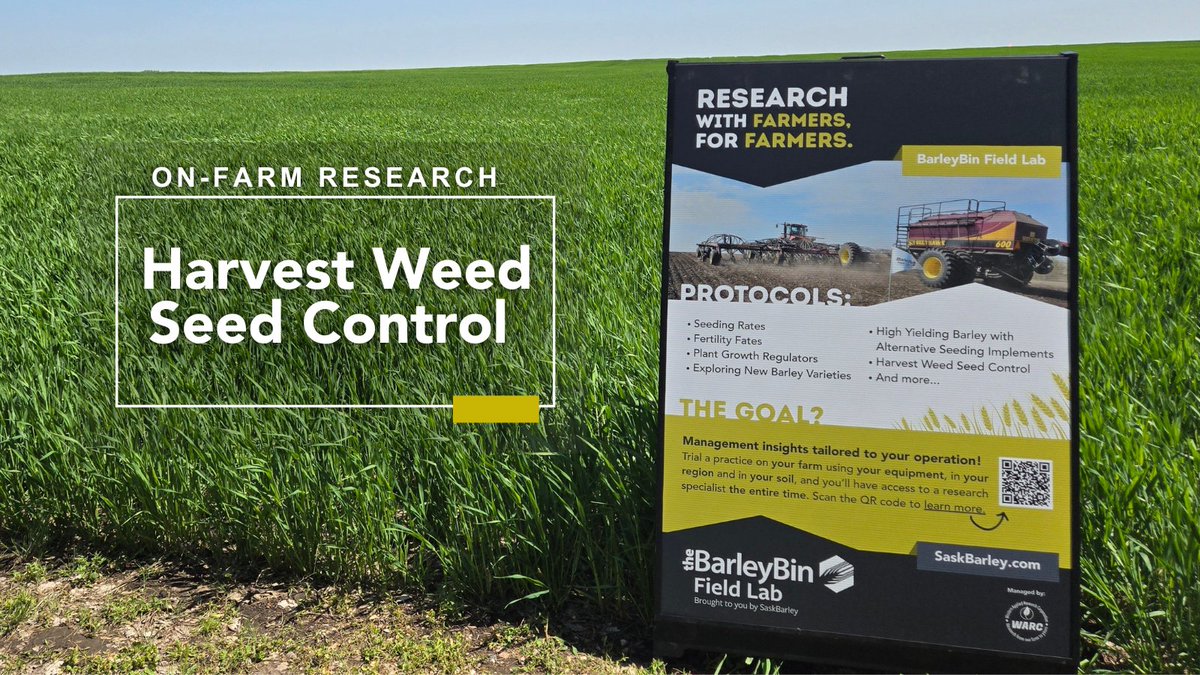 SaskBarley's tweet image. 🌱 Harvest brings weed control opportunities!

Explore new weed seed control methods during barley harvest to reduce seed banks &amp;amp; improve long-term mgmt.

Join the BarleyBin Field Lab: saskbarley.com/barley-bin-fie…
📆 Friday at 12PM!

@WARC_SK #WeedControl #BarleyResearch #SaskAg