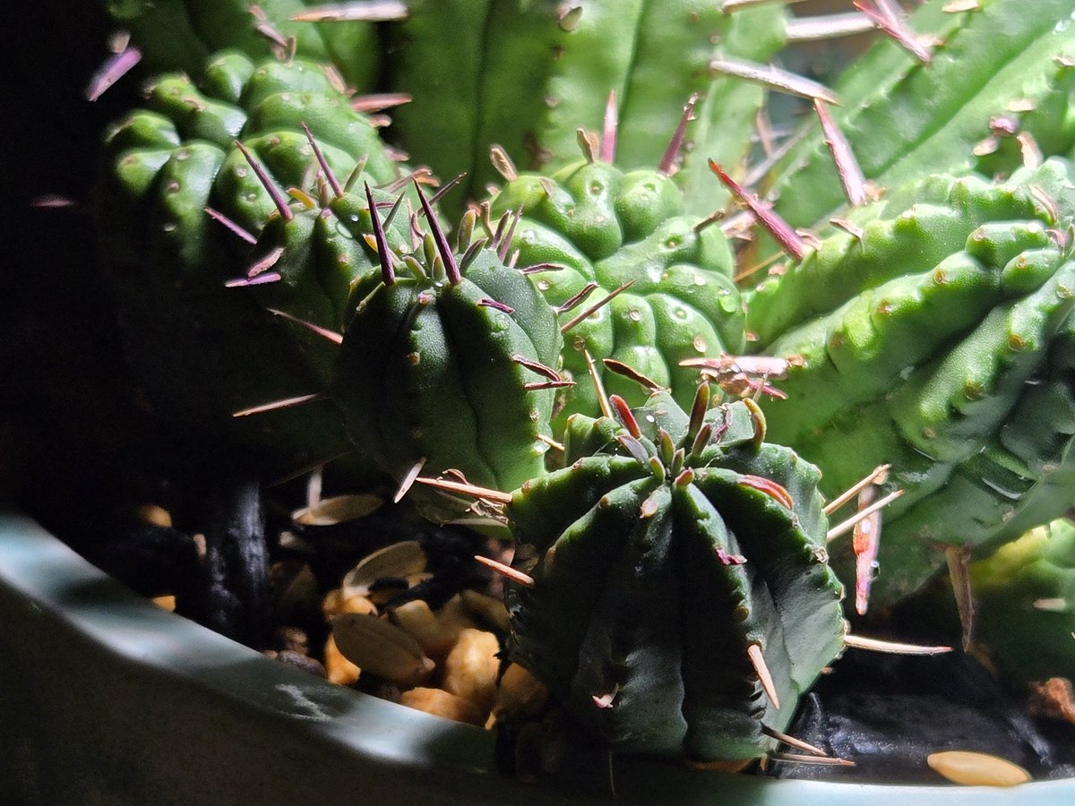 Plants:フェロックス群生from信州 鉢:SSD 良いものは良い。希少性や