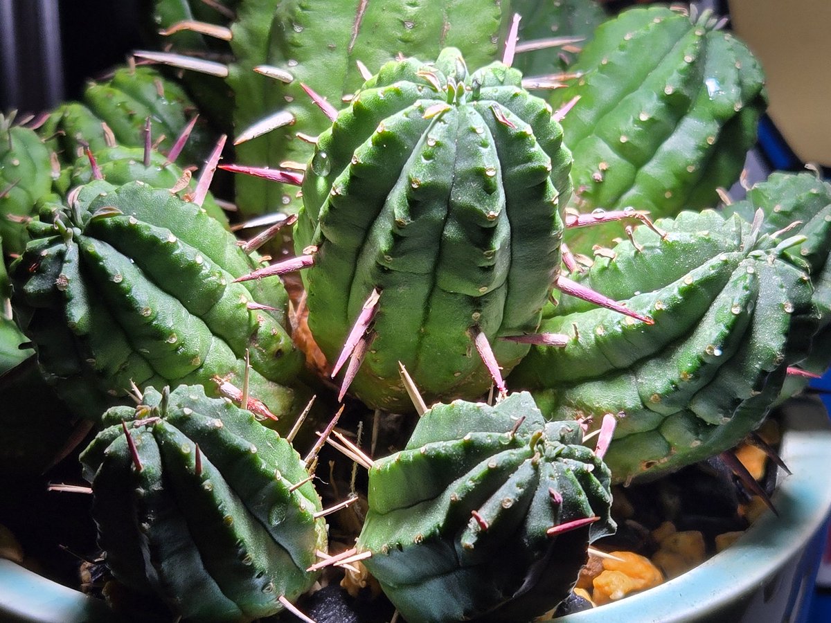 Plants:フェロックス群生from信州 鉢:SSD 良いものは良い。希少性や