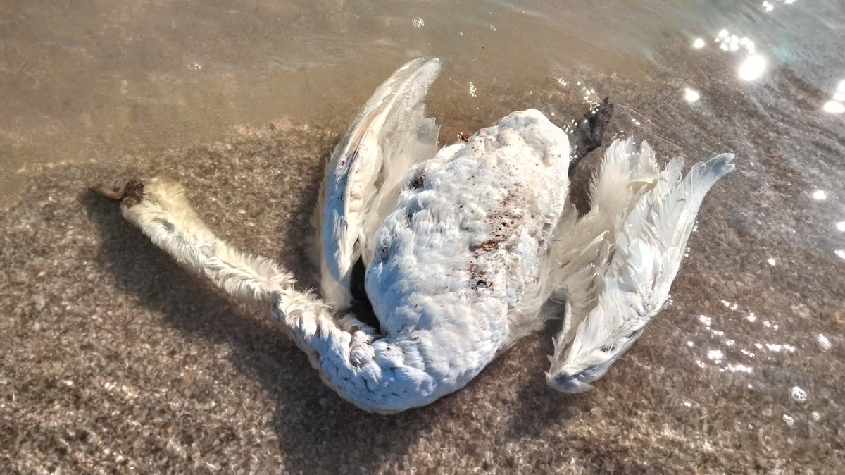 UAnimals.ENG 🇺🇦 tweet media