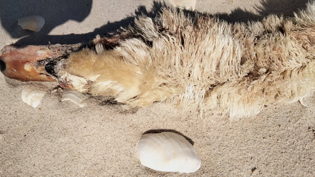 UAnimals.ENG 🇺🇦 tweet media