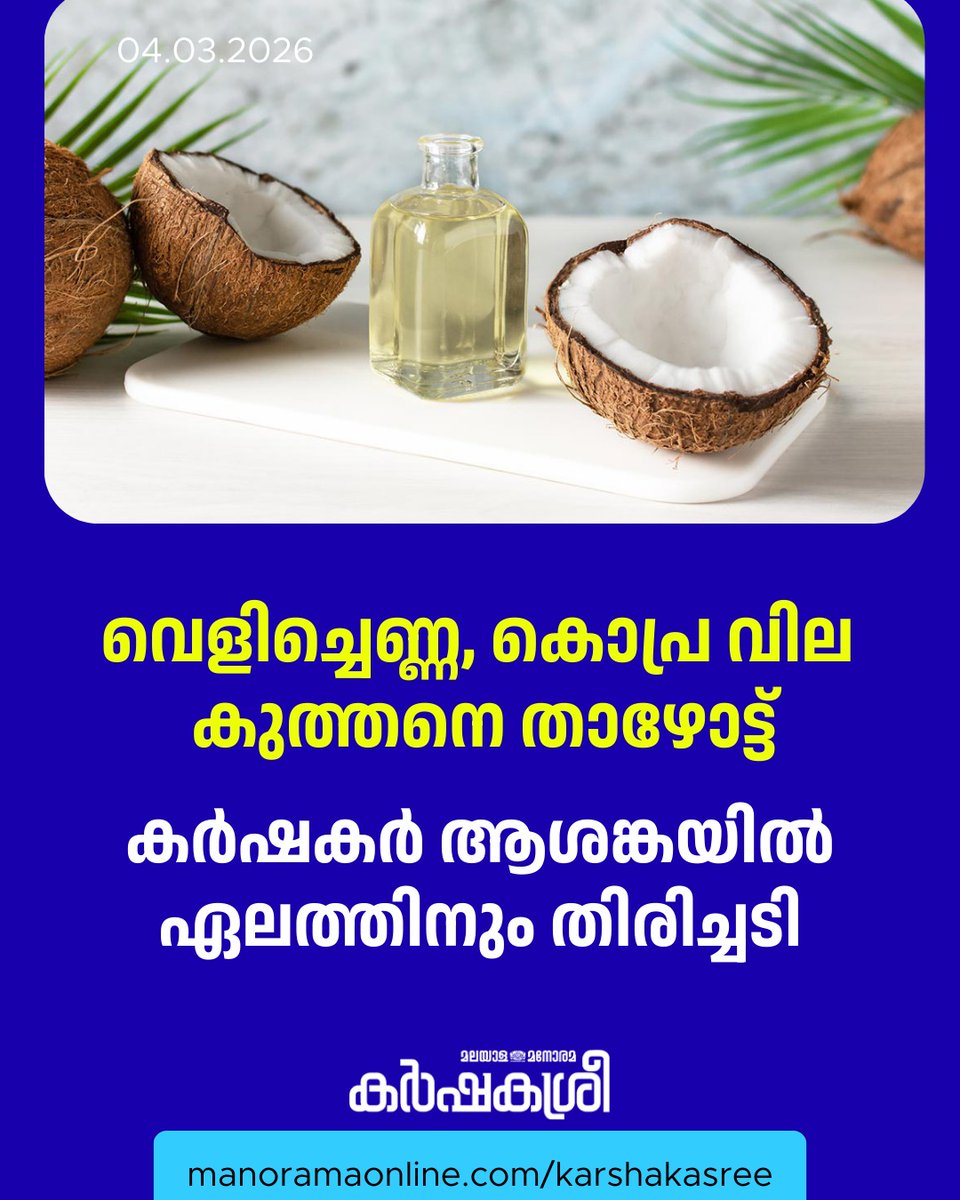 manoramaonline's tweet photo. ദക്ഷിണേന്ത്യൻ വിപണികളിൽ നാളികേരോൽപന്നങ്ങൾ കനത്ത വില തകർച്ചയെ അഭിമുഖീകരിക്കുന്നു... #CommodityPrice #ManoramaOnlineKarshakasree #FarmNews #karshakasree
Read : https://t.co/z9QRdfaL0d https://t.co/jjKTO64IPf