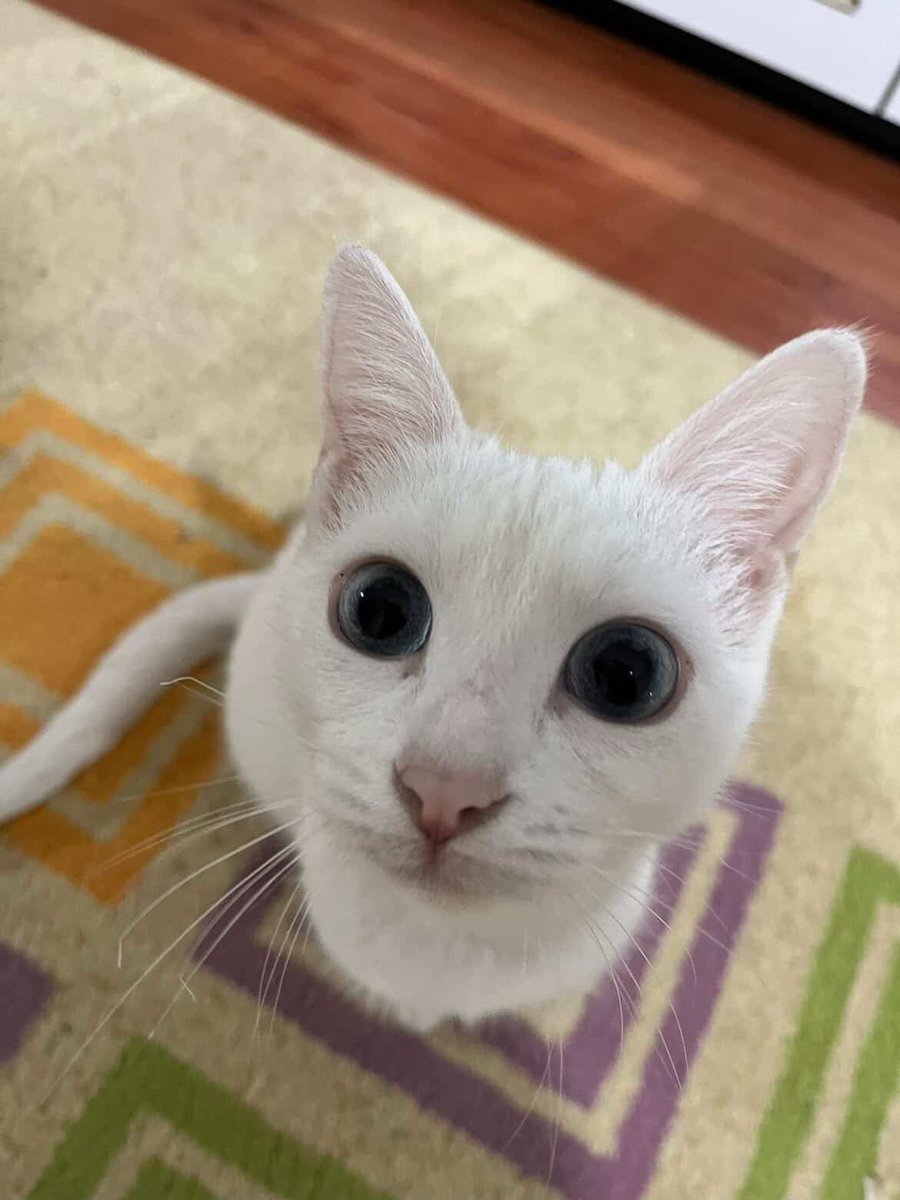 Ankara kedisi 3.5 yaşında dişi kısır kendisi sağır ama. Evimizdeki diğer kediler saldırıyo sağır olduğu içinde barınaklar almıyo sahiplendirebilirmiyiz acaba #izmir çığlı

İnstagram @berfinnyola 

#SokakHayvanlarıSahipsizDeğil