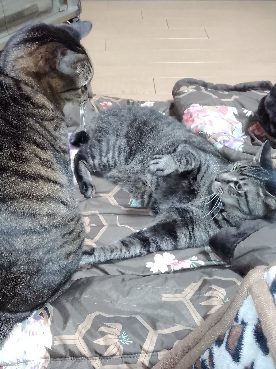 これがこうなる(´-ω-)ﾊｧ…