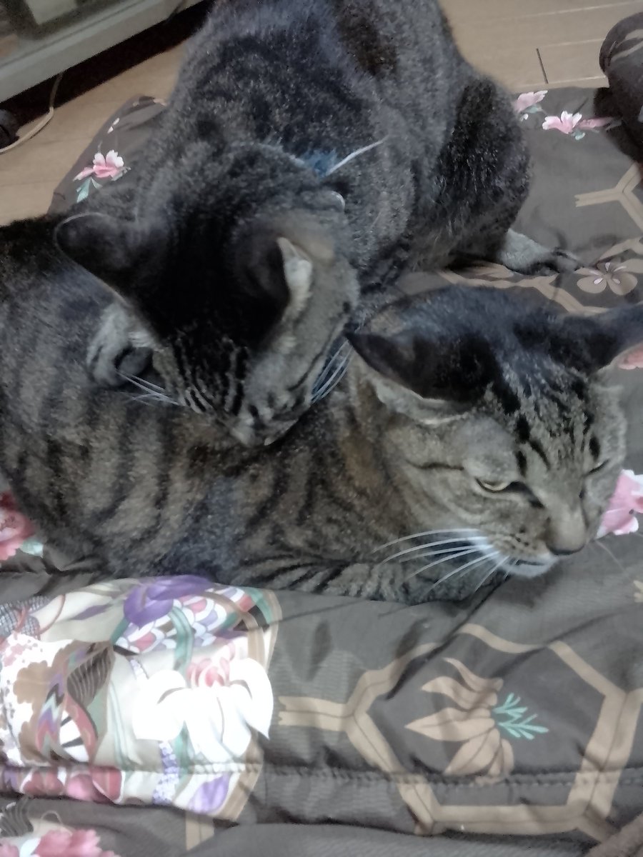 これがこうなる(´-ω-)ﾊｧ…