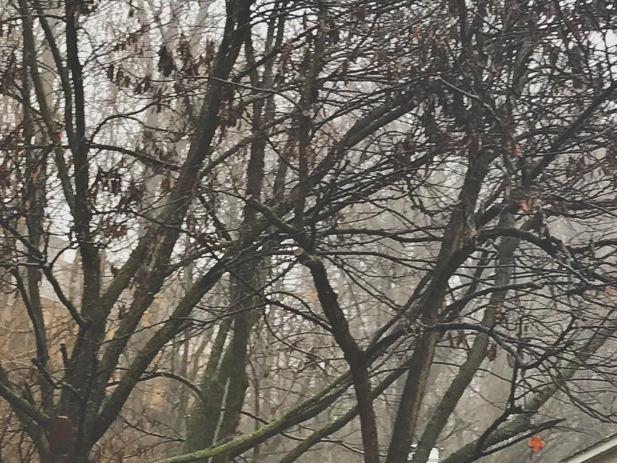 randy clark tweet media