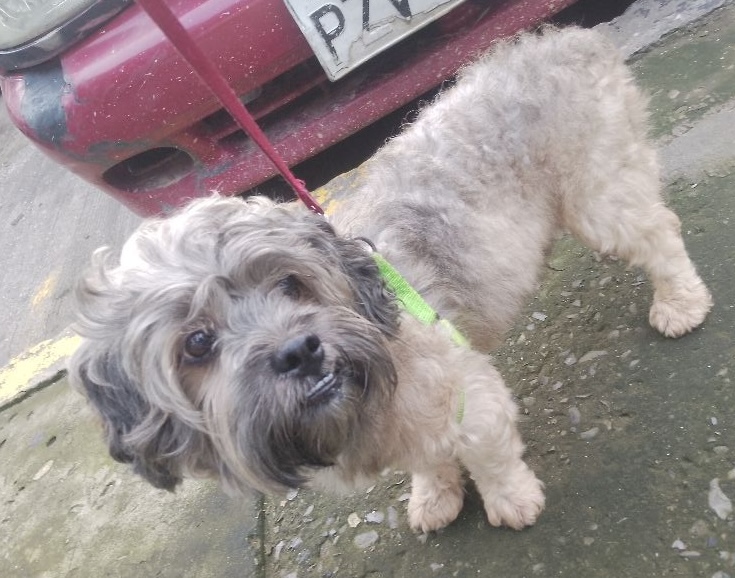 #ENCONTRADO #GUAYAQUIL
Fecha: 01-03-26
Sector: Sur, Bolivia y Machala
Sexo: Macho
Raza: Mestizo
Obsv: Pelaje gris con crema
Contacto: 0962850207
¡Ayúdalo a volver con su familia!
#AlertaMePerdí