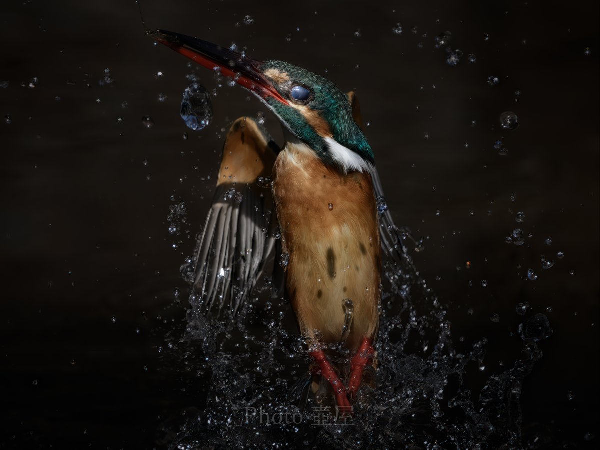 静圧」暫くこの線を中心で行ってみようと思います👍️ #カワセミ #Z9