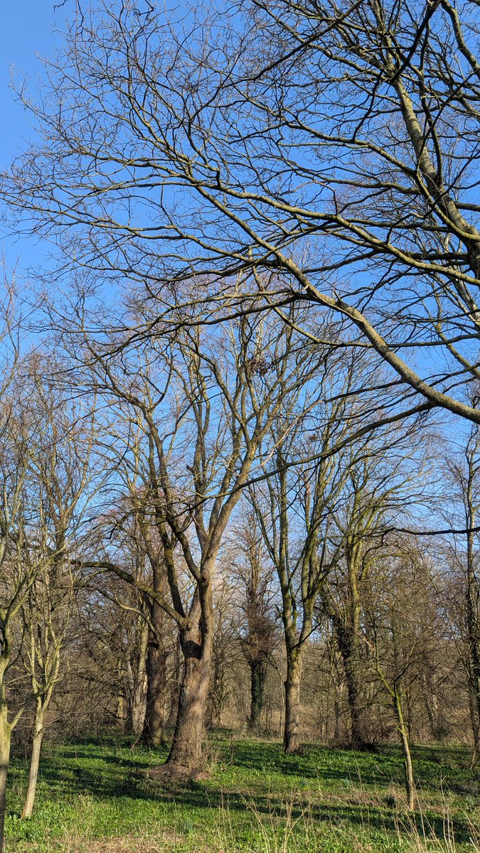 NotBadForHerAge's tweet image. I can't stop taking photos of the sky today 💙 #SpringHasSprung #carlisle