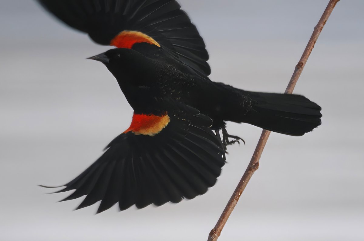 🎉🎉🎉 Woohoo, spring is definitely on the way! I spotted my first Red-winged Blackbird scouting territory at Central Park's Harlem Meer this morning. ❤️🧡🖤 #Blackbird #CentralPark #birdcpp