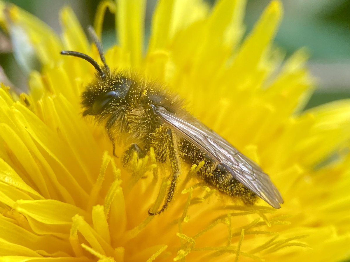 StevePa46290725's tweet image. This tiny bee (ID help always appreciated), foraging on a Dandelion, appears to be in a pollen coma ! #insect #bee