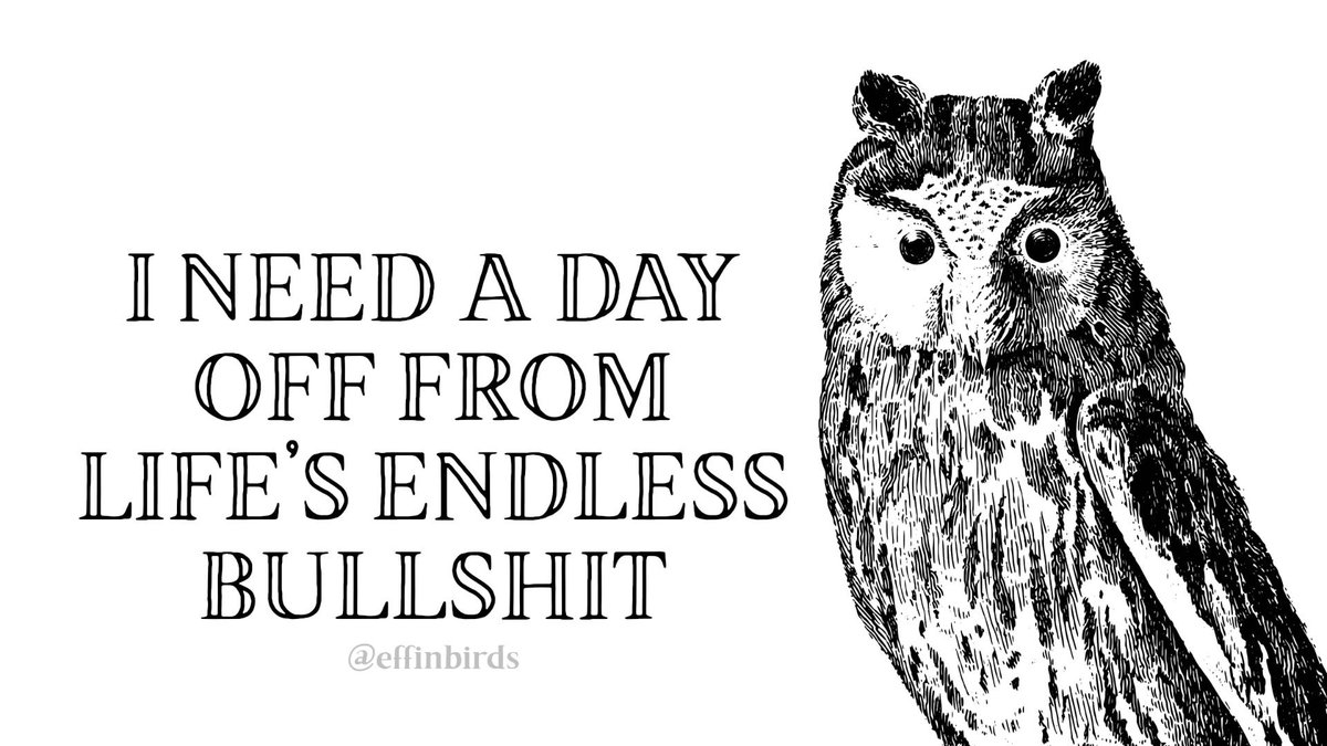 Effin' Birds tweet media