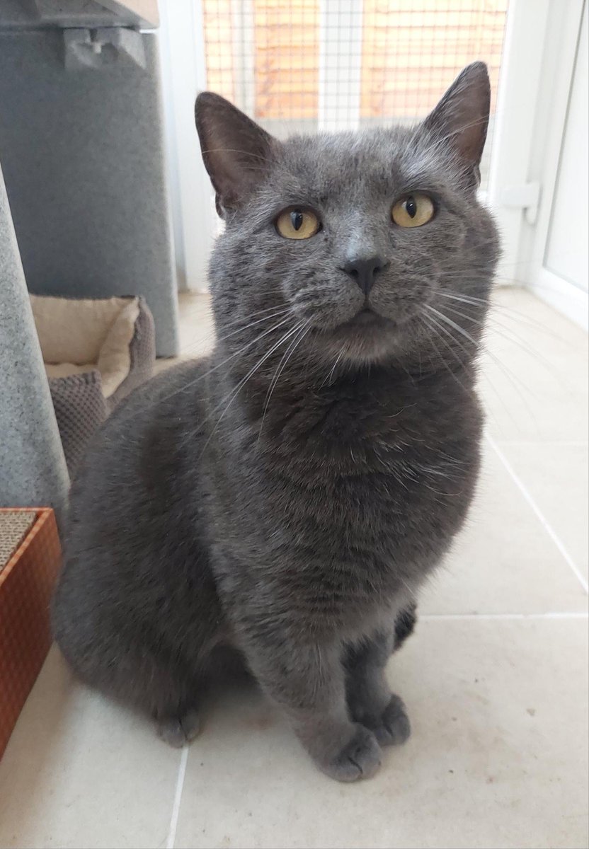 MidWarwickCats tweet media