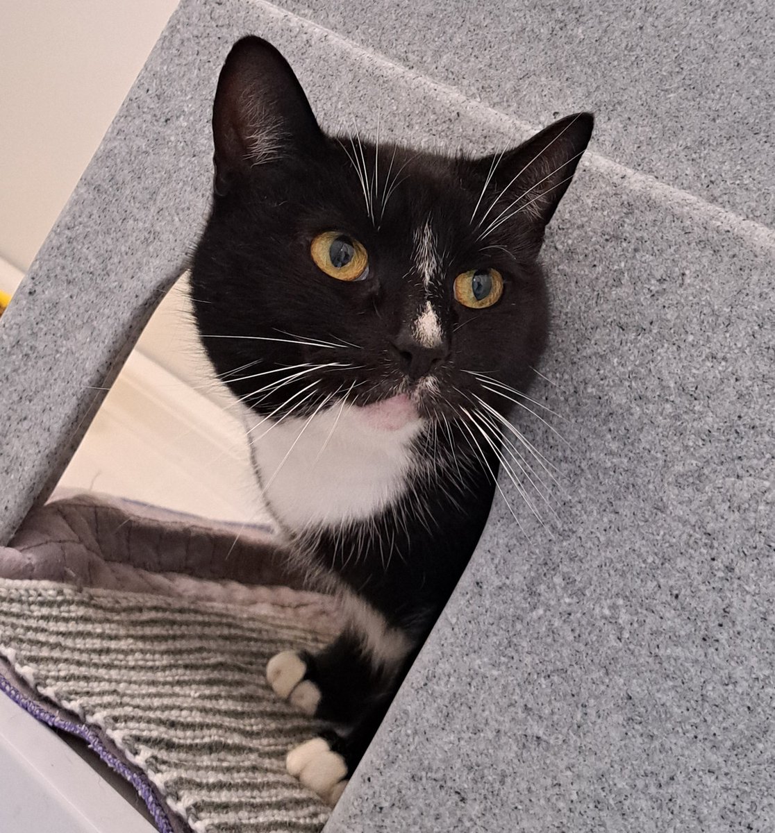 MidWarwickCats tweet media