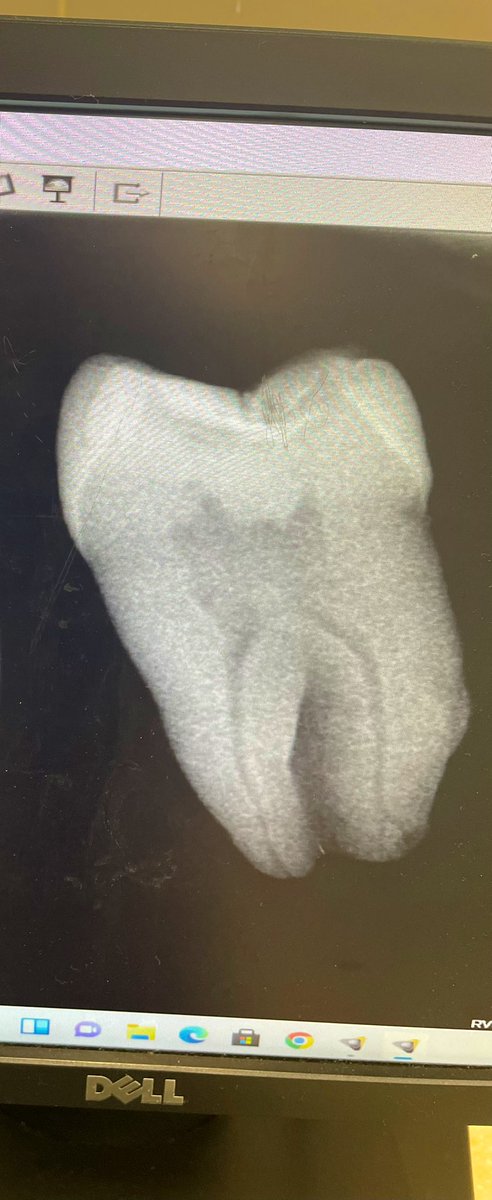 أرجوان tweet media