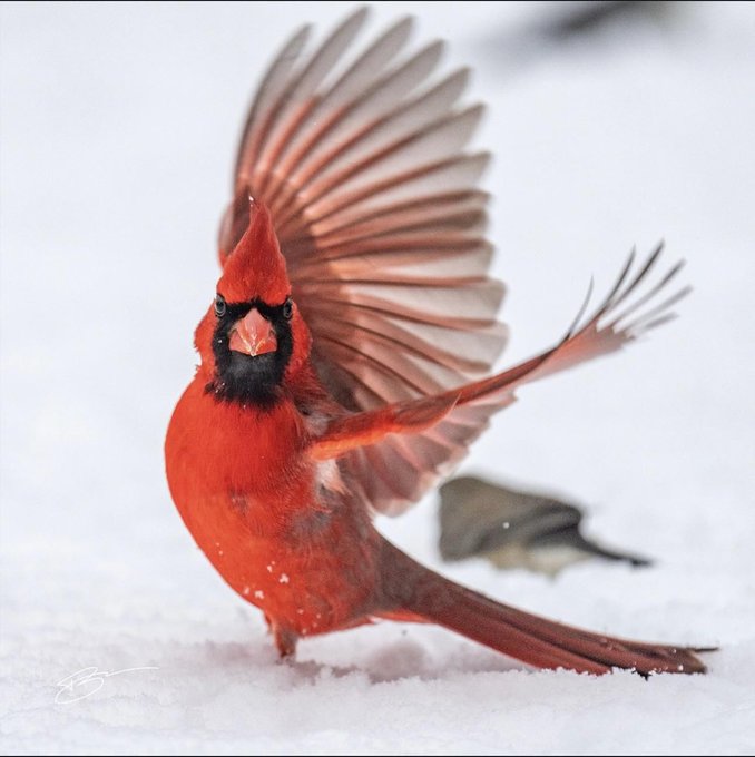 Male Northern Cardinal