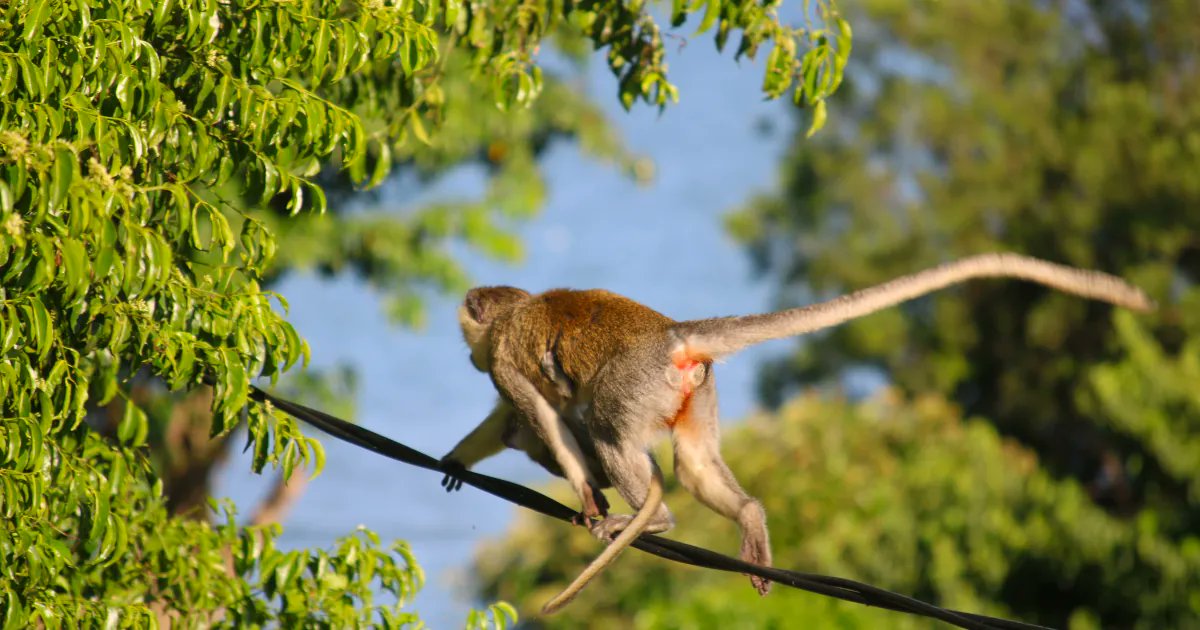 Safariox's tweet photo. As I walked, a monkey also decided to walk while carrying its baby.
Find more monkeys walking in Kibale national park. https://t.co/jakuomTbiw
#monkey #monkeywalk #babymonkey https://t.co/WBiDAvAAqY