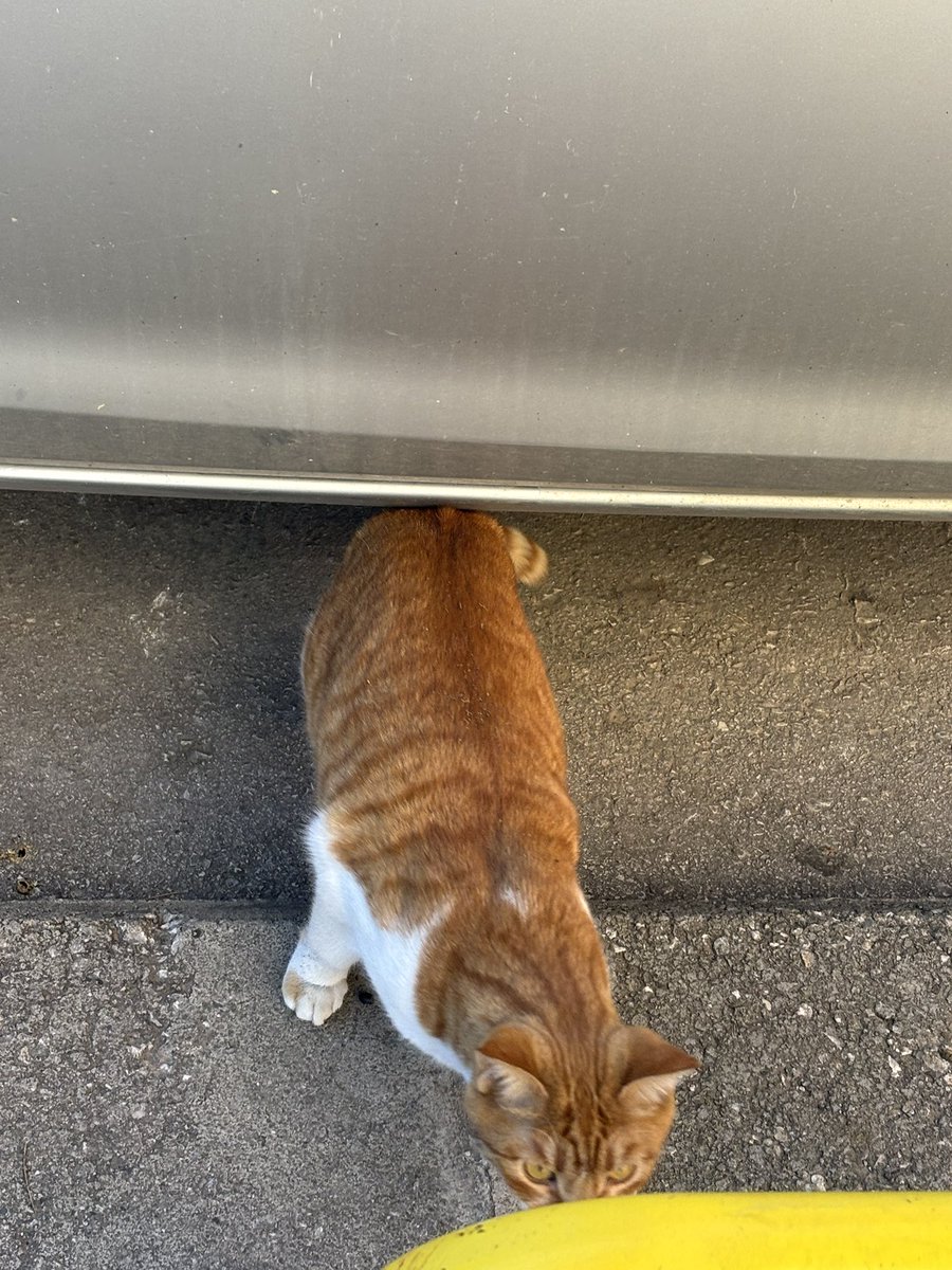 arabanin altina ekmek olmus zor ikna ettim cik ordan ezilirsin diye