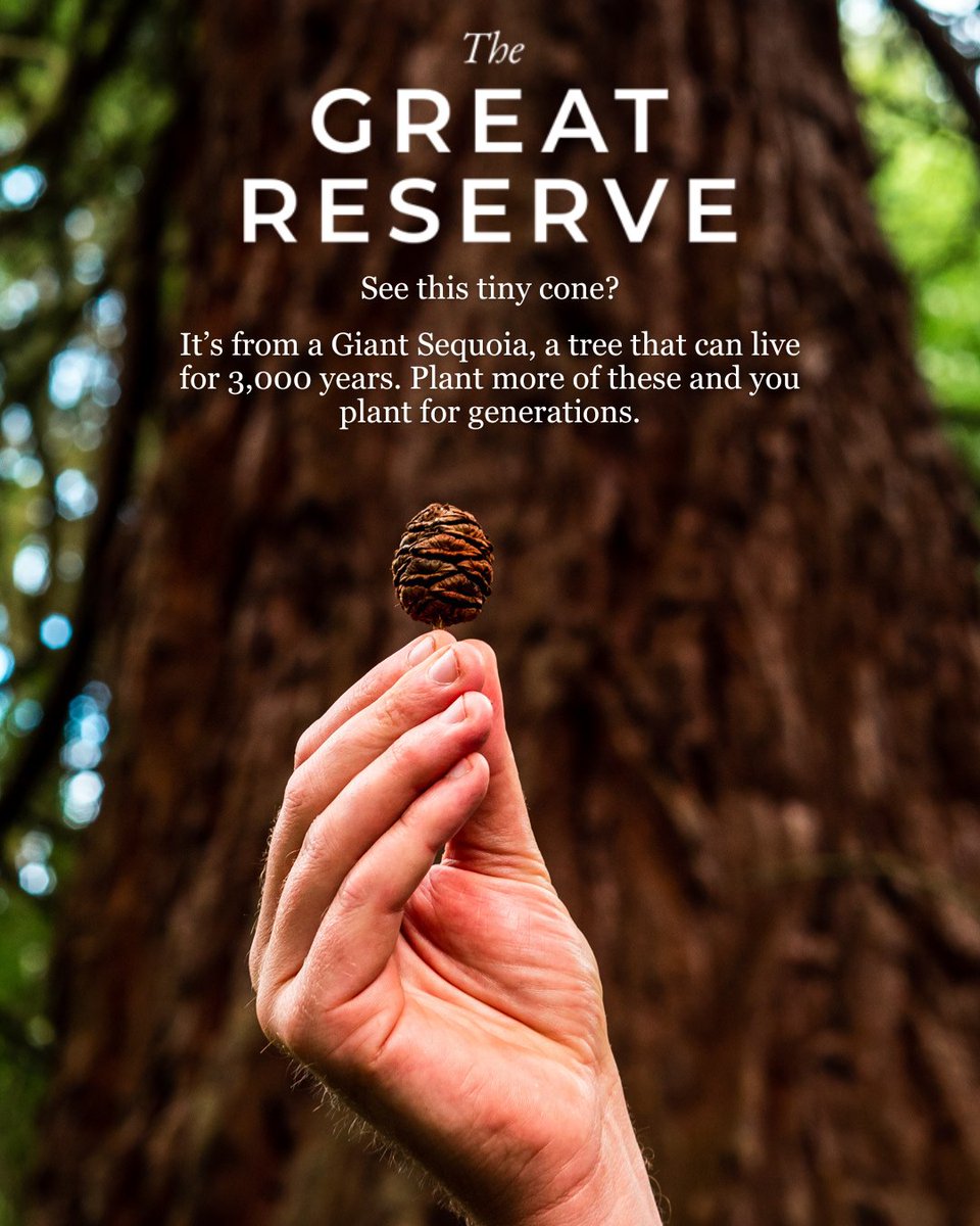 From a cone smaller than your palm grows a tree that can live 3,000+ years 🌲
Planting more today means stronger forests tomorrow.
Join us and plant for the future.
#TheGreatReserve #TreePlanting #ClimateAction