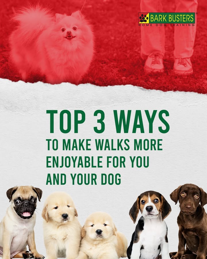 dogtrainerscot's tweet photo. Walking your dog shouldn’t feel like a tug-of-war. 🐾

With the right balance of patience, consistency, and understanding, every walk can ... https://t.co/8PIv60yeg5