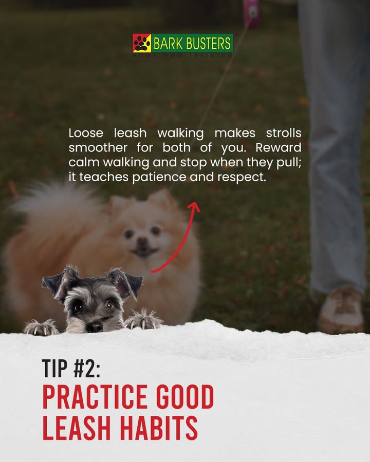 dogtrainerscot's tweet photo. Walking your dog shouldn’t feel like a tug-of-war. 🐾

With the right balance of patience, consistency, and understanding, every walk can ... https://t.co/8PIv60yeg5