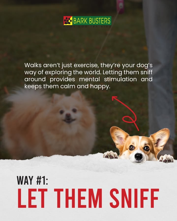 dogtrainerscot's tweet photo. Walking your dog shouldn’t feel like a tug-of-war. 🐾

With the right balance of patience, consistency, and understanding, every walk can ... https://t.co/Pv2m795fYa