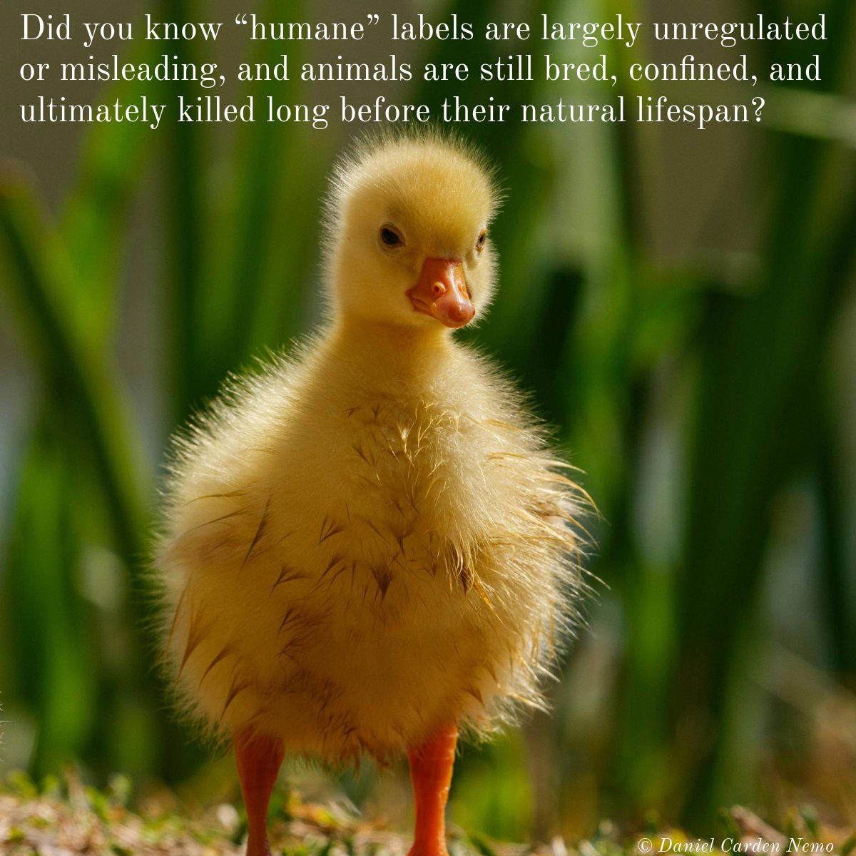 Daniel Carden Nemo tweet media