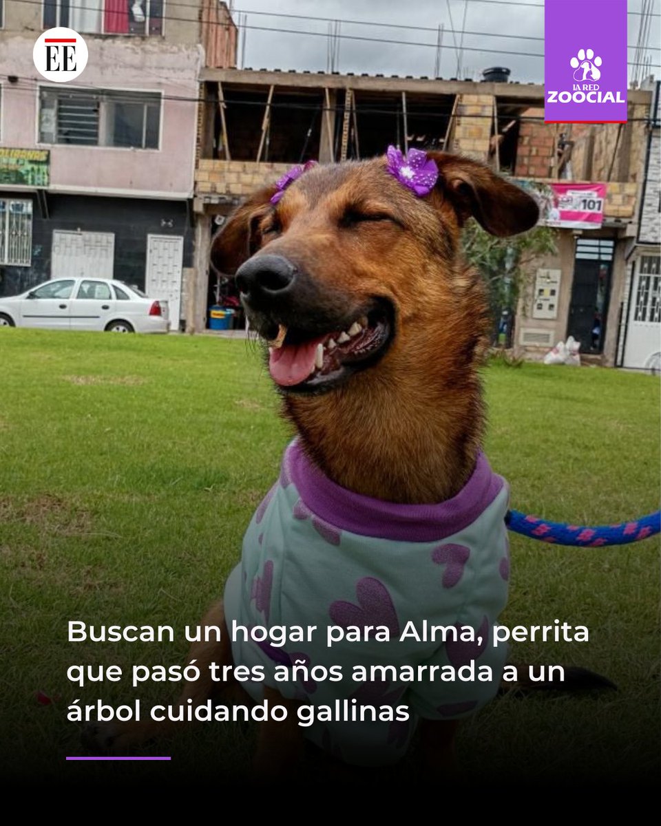 Aunque ya está recuperada, esterilizada y con vacunas al día, Alma sigue esperando una familia. Sus rescatistas aseguran que, pese a su carácter dulce y juguetón, no ha recibido solicitudes de adopción.

Lea aquí la nota completa👉n9.cl/szpauf