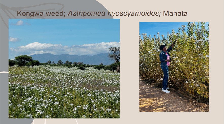 InfoNile tweet media