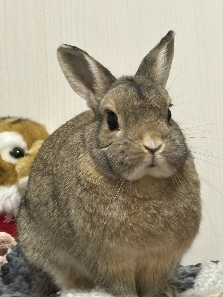 うさぎのちゃっぴー tweet media