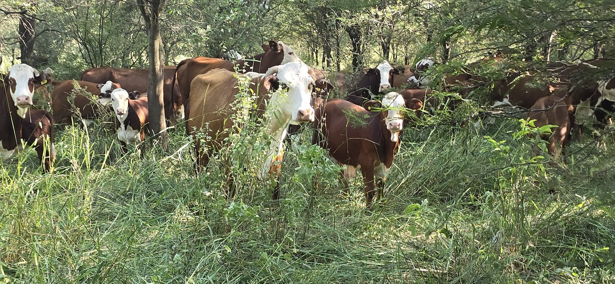 juan jose ventura tweet media