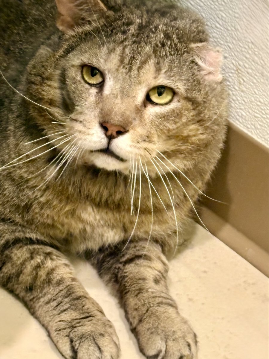 RappCatsAdopt's tweet image. #Grumpy says #MarchFourth and #BeHappy on this fine #WhiskersWednesday 
He is looking like a whole new cat and glowing with healthiness!
Thank you to everyone who has donated towards his medical care that got him here! ❤️