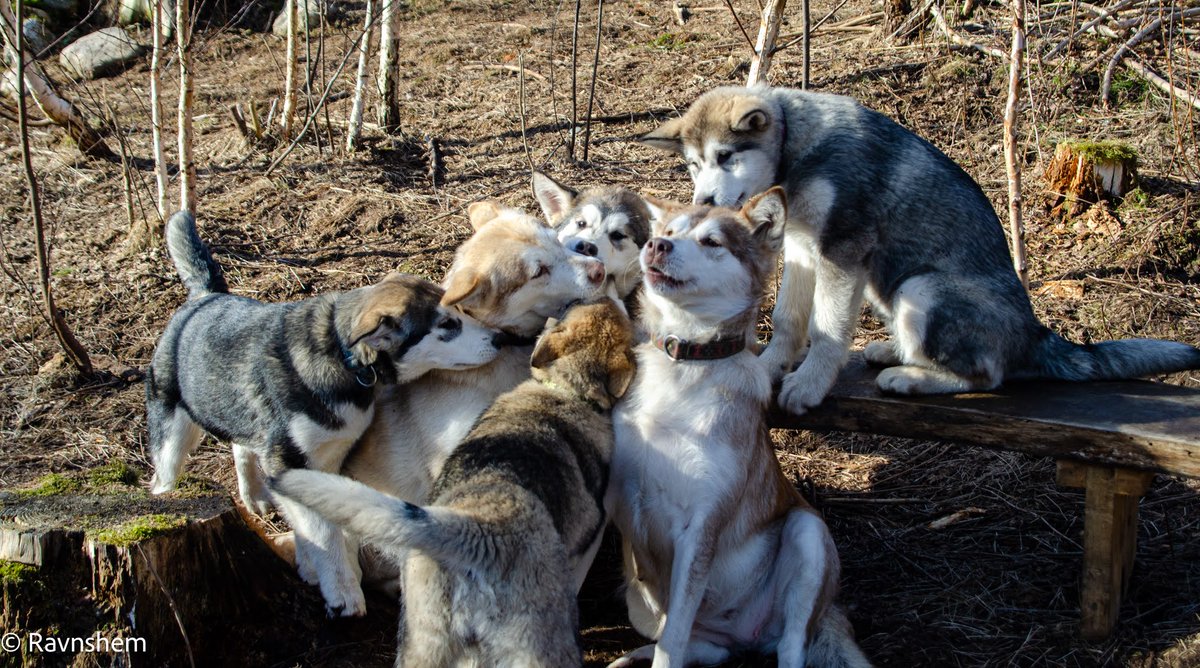 En del af alle vore hunde