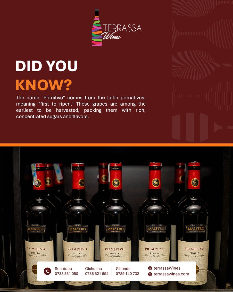 TerrassaW's tweet image. DID YOU KNOW? ✨
Primitivo earns its name from being one of the first grapes to ripen. The result? Intensely flavorful wines with luscious fruit character and depth in every sip.
Experience the richness. Experience Primitivo. 🍷
#WineFacts #PrimitivoWine #TerrassaWines