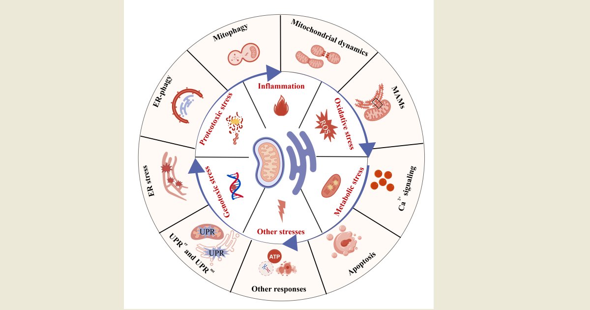 Life_MDPI's tweet image. 🚨 New Special Issue in Life

Mitochondrial and Endoplasmic Reticulum Dynamics in Cellular Stress Responses

🔗 More details &amp;amp; submission link: mdpi.com/journal/life/s…

#Mitochondria #CellularStress #MolecularBiology #CellBiology #SpecialIssue #Life #MDPI