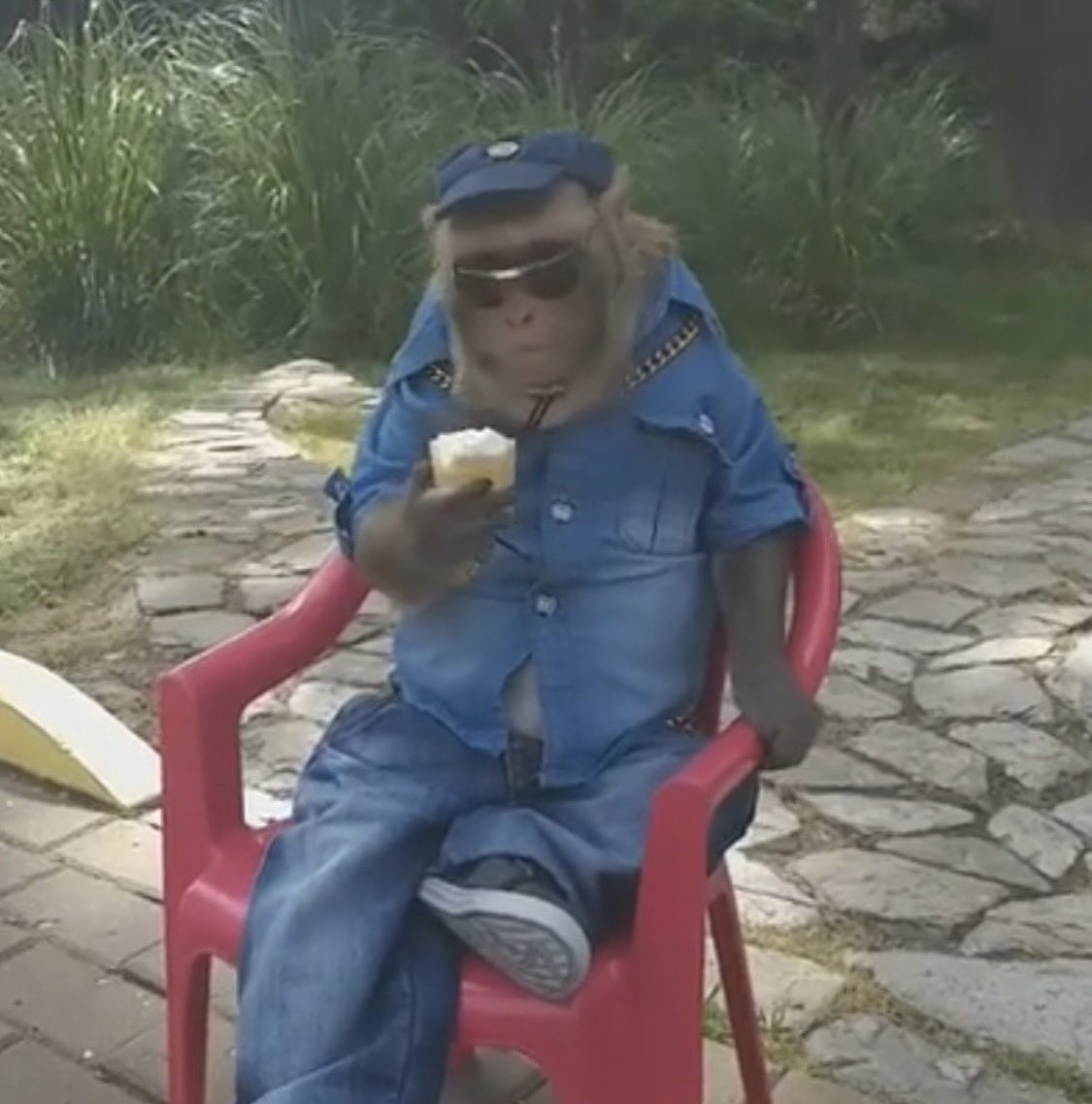 원숭이 아카이브 tweet media