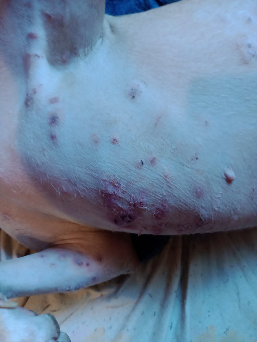 #AYUDAPARASICILIA
el dueño alcohólico perdido la dejó tirada, yo soy jubilada y discapacitada y la tengo con mucho amor. Necesito un veterinario estudiante algo que la venga a ver, diagnóstico y vacunación. No pido plata, un plan de pagos puedo. DALE RT vivo en CABA Almagro