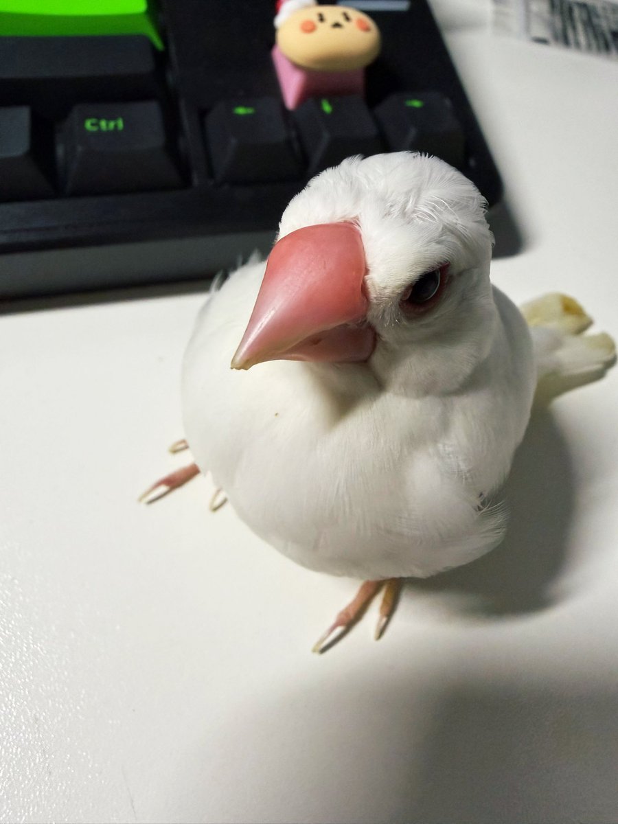 おじいちゃんは無事にお迎え10周年記念です10周年？11周年？2015年！