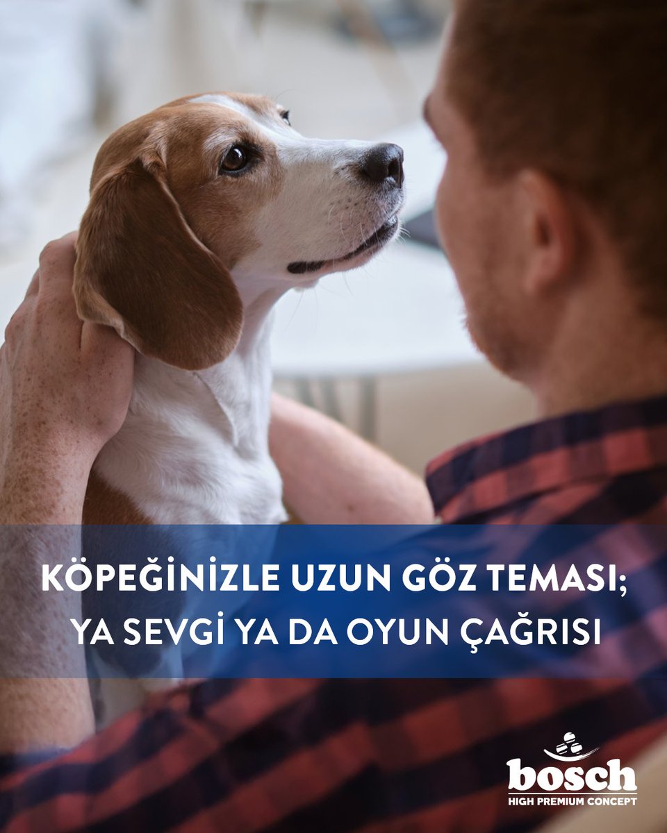 Bosch Dog Food Türkiye tweet media