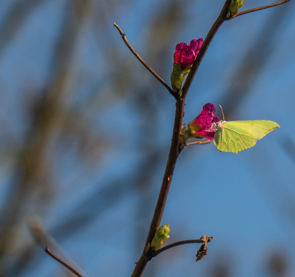 Echt voorjaar: een Citroenvlinder op de bloem van een Prachtframboos. In landgoed Overvoorde in Rijswijk.