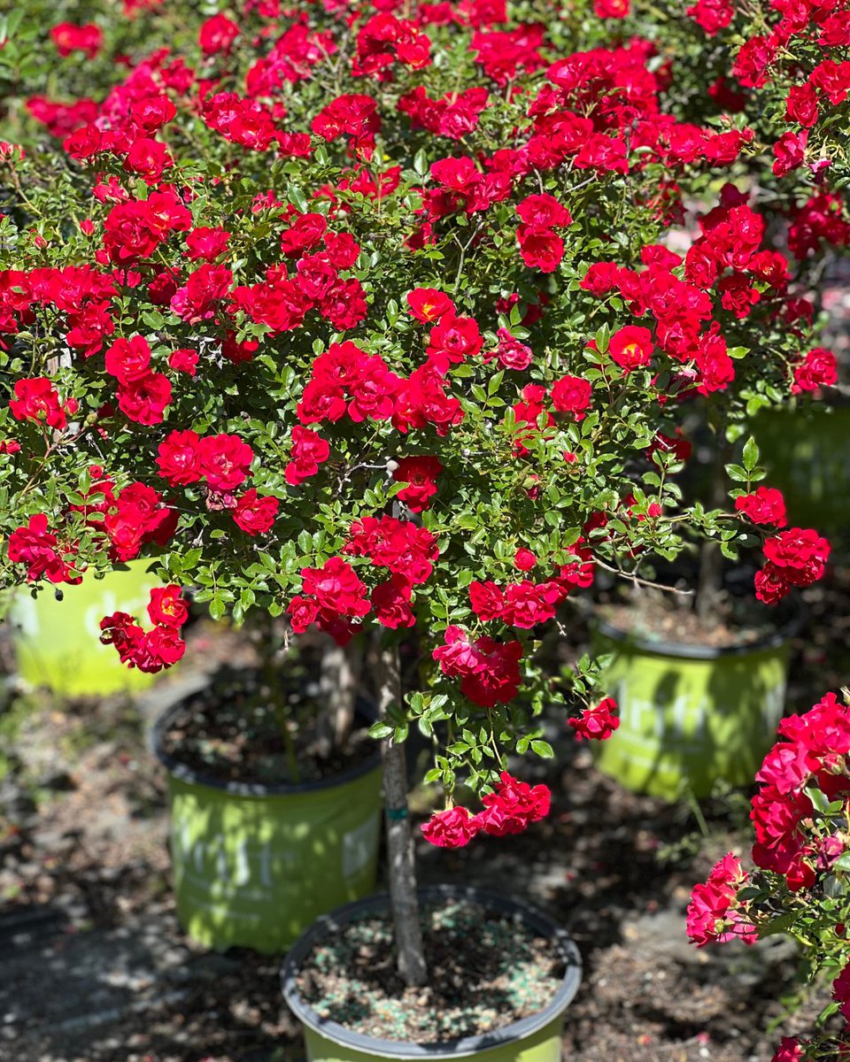 Harrell’s LLC tweet media